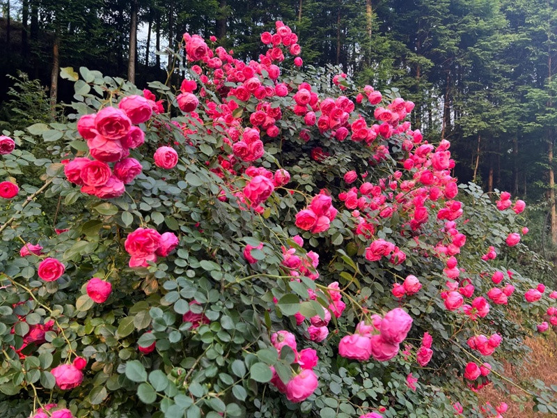 1720578685423813.jpg 艾拉绒球建议买吗