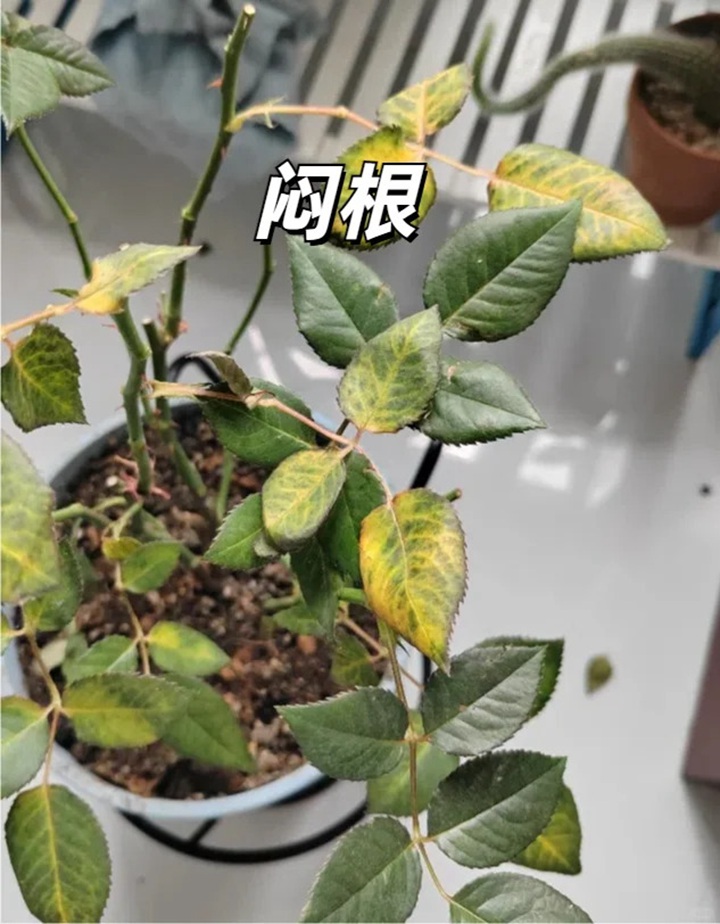 1720599291151477.jpg 夏天月季黄叶的几大原因分析