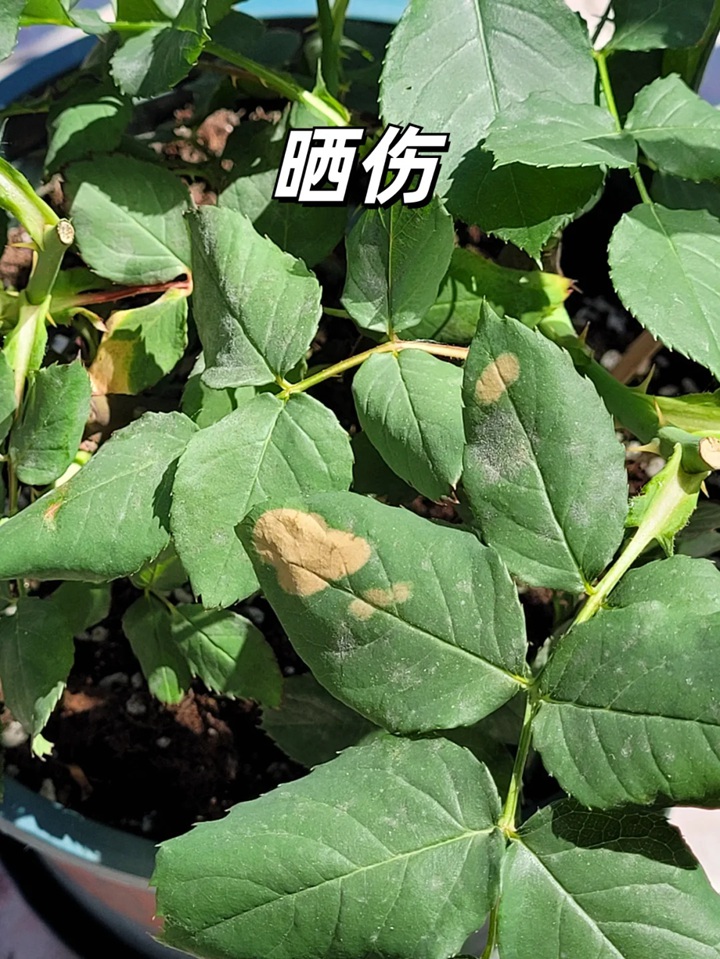 1720599299408520.jpg 夏天月季黄叶的几大原因分析