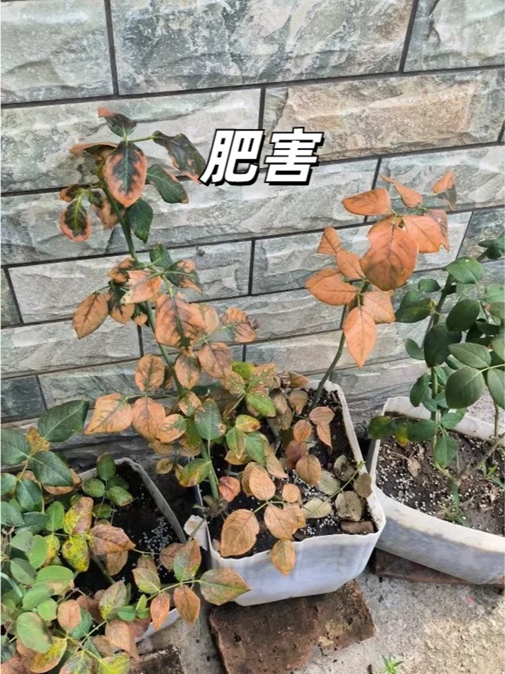 1720599308300257.jpg 夏天月季黄叶的几大原因分析