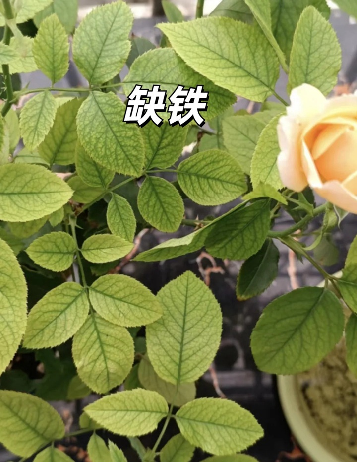 1720599316548248.jpg 夏天月季黄叶的几大原因分析