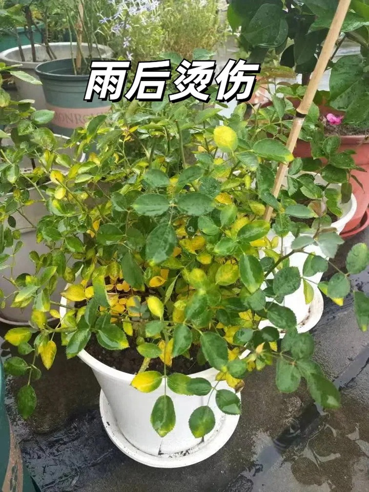 1720599334493276.jpg 夏天月季黄叶的几大原因分析