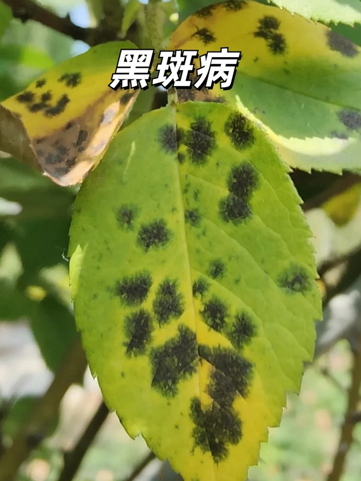 1720599347860470.jpg 夏天月季黄叶的几大原因分析