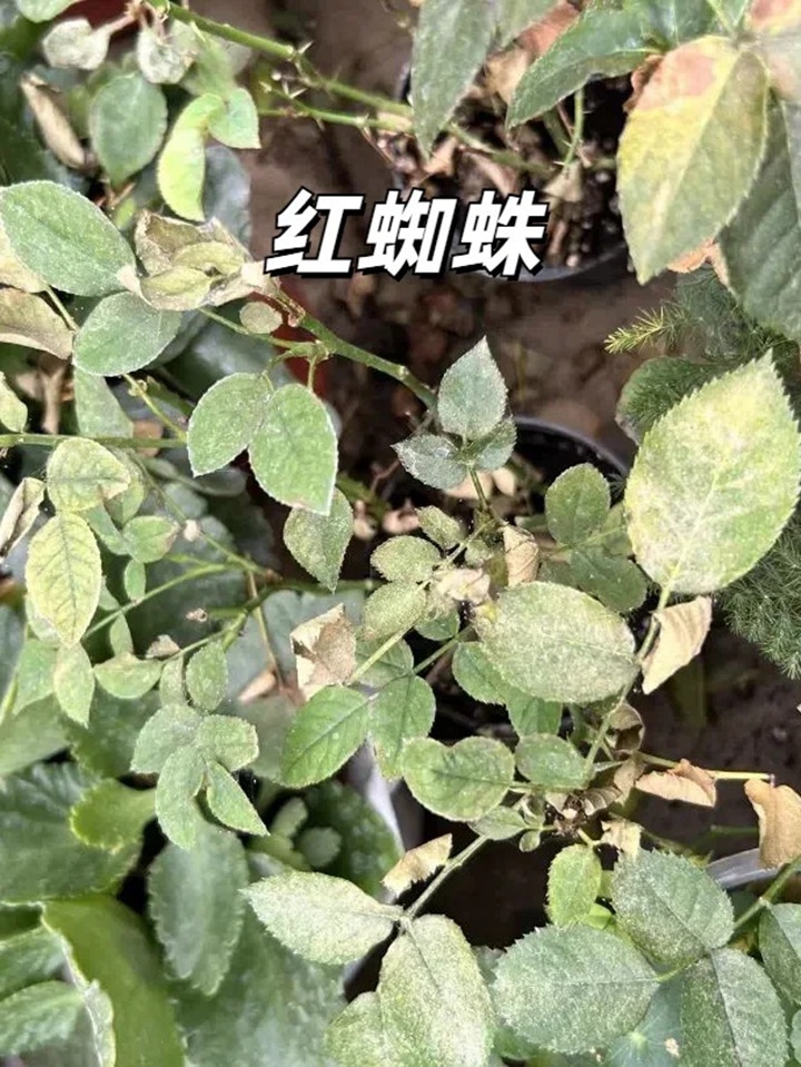 1720599350208816.jpg 夏天月季黄叶的几大原因分析