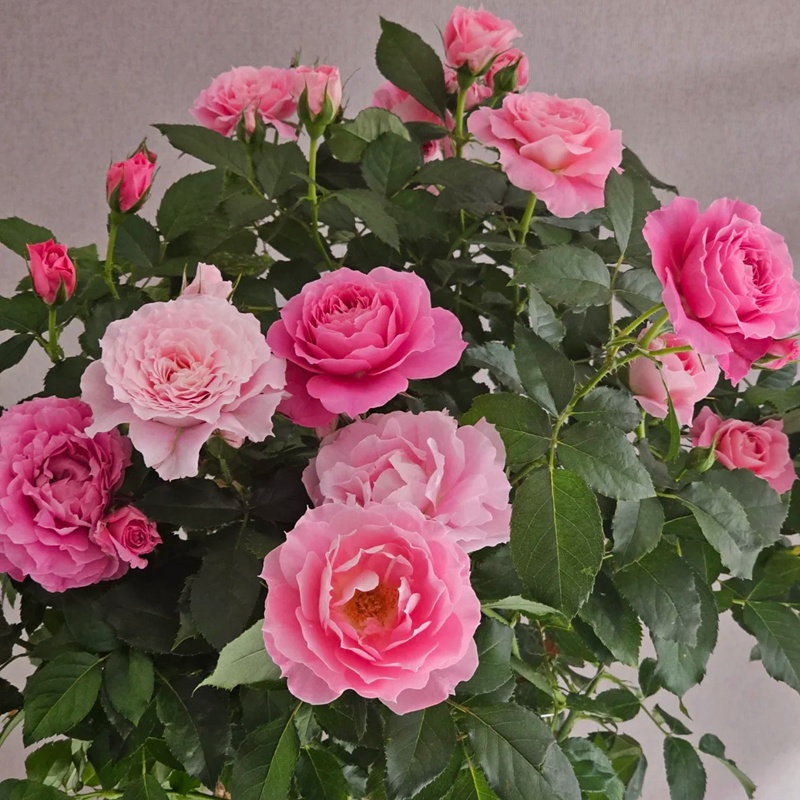 1720664772301404.jpg 海神王芽变品种有哪些