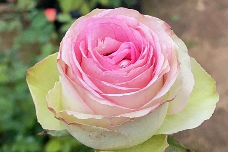 1720748306395400.jpg 红嘴西塞罗月季花是不是幻彩
