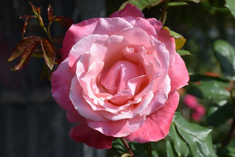 1720748386663488.jpg 红嘴西塞罗月季花是不是幻彩