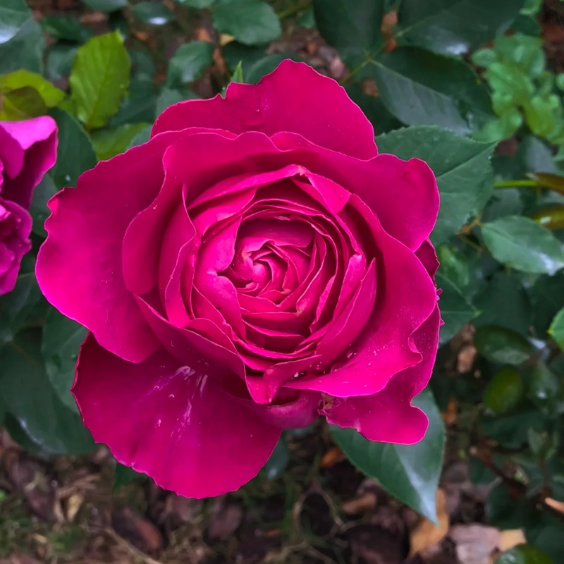 1720749843384718.jpg 月季芳香花园和秋日胭脂的区别