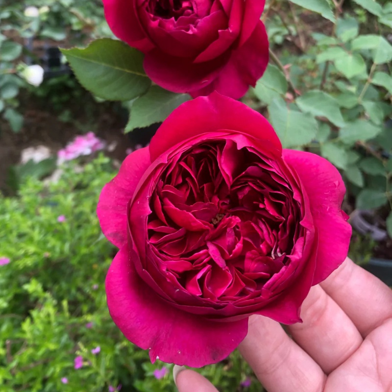 1720749844840652.jpg 月季芳香花园和秋日胭脂的区别
