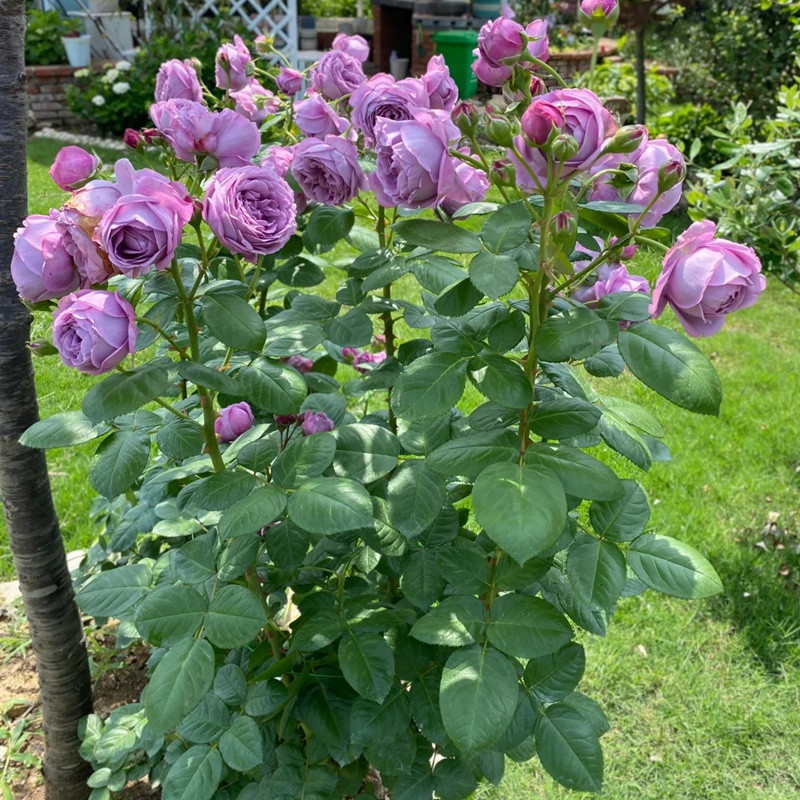 1720766982934020.jpg 微蓝和蓝色风暴哪个更优秀