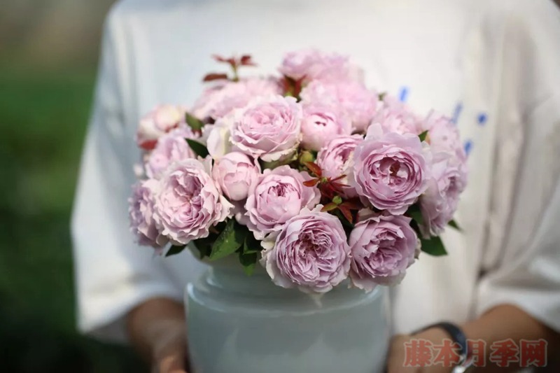 1720768790508568.jpg 空蒙月季是藤本还是灌木