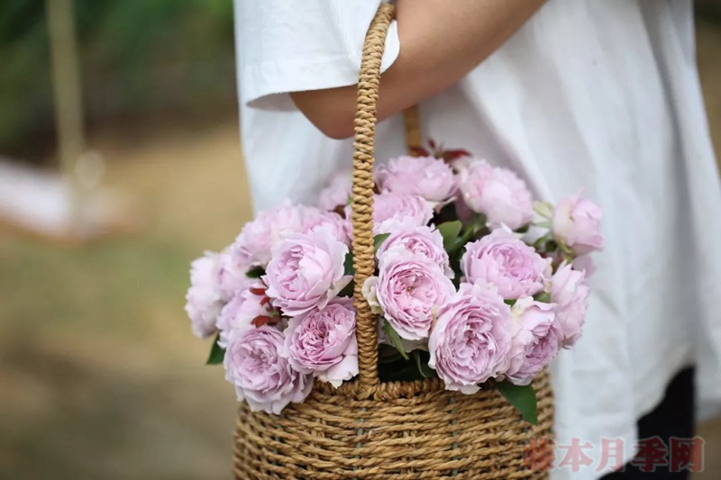 1720768800101494.jpg 空蒙月季是藤本还是灌木