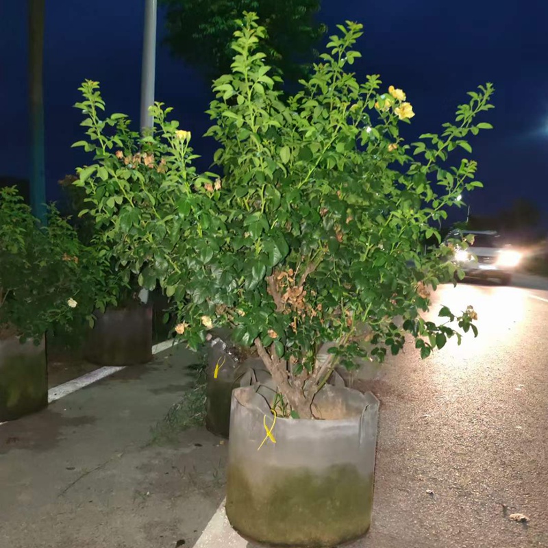 1720833392157874.jpg 月季花什么季节种植最好?
