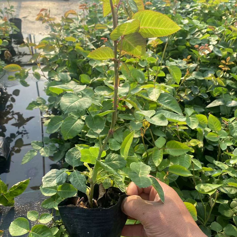 1720833392671769.jpg 月季花什么季节种植最好?