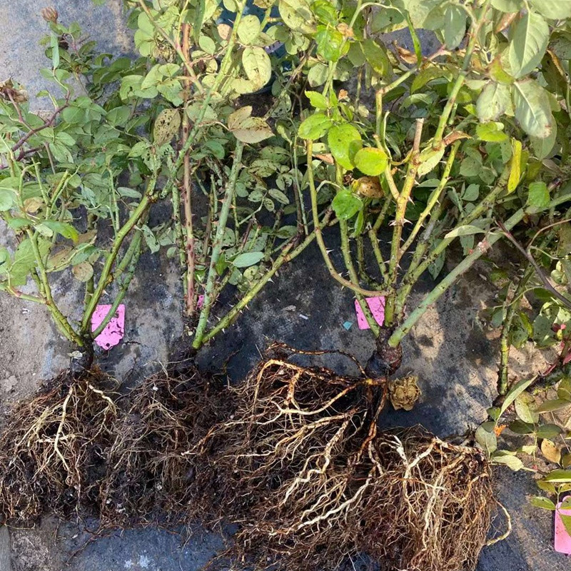 1720833392866230.jpg 月季花什么季节种植最好?