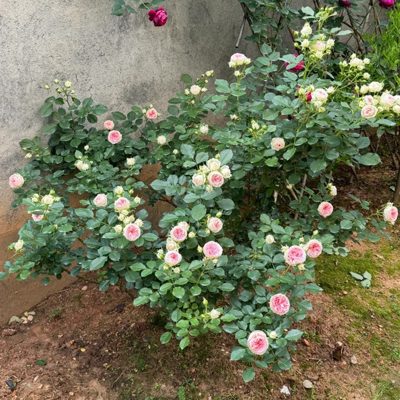 1720836747857013.jpg 门廊绒球地栽能长多高