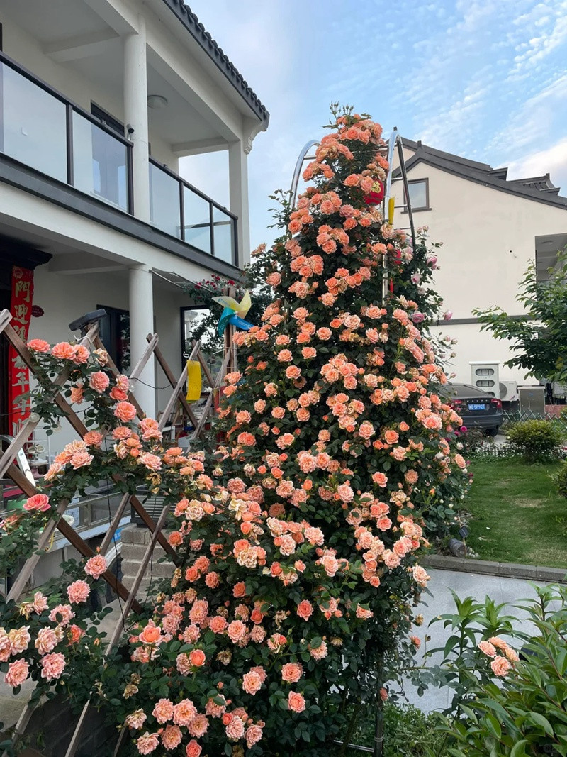 1720849213154976.jpg 月季甜梦一年开几次花