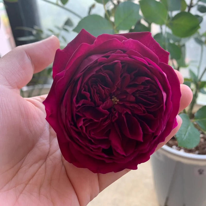 1721010078550631.jpg 珍妮莫罗和皇宫哪个好一点