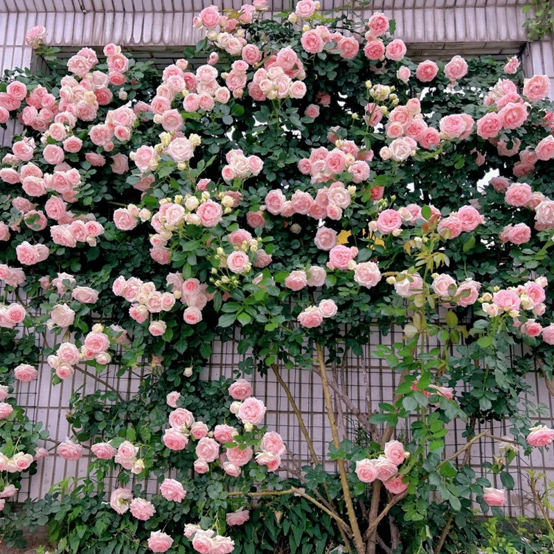 1721010550857290.jpg 龙沙宝石的寿命一般几年