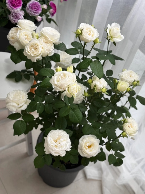 1721096795809027.jpg 婚礼之路是伊芙系列吗