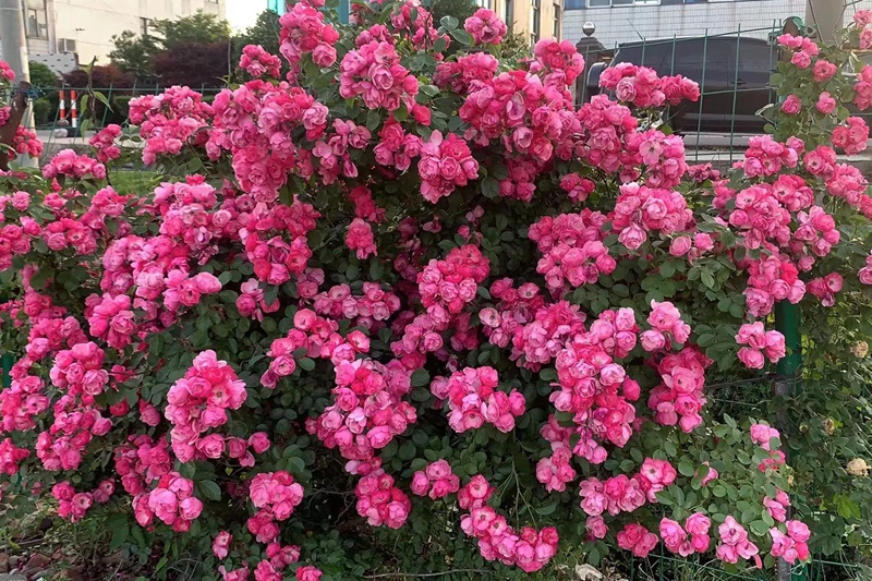 1721098119334697.jpg 安吉拉一年开几次花