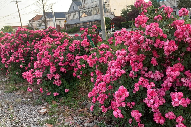 1721098119803812.jpg 安吉拉一年开几次花
