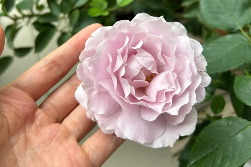 1721110749870037.jpg 月季蜻蜓夏花是不是很小很小