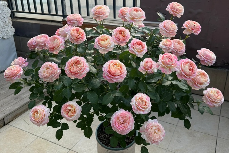 1721114881231502.jpg 莫奈月季的优缺特点都有哪些