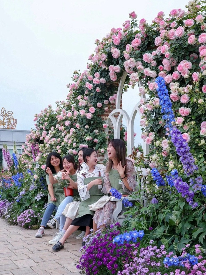 1721177171611767.jpg 月季永远是花园的主角,月季花园各种搭配推荐