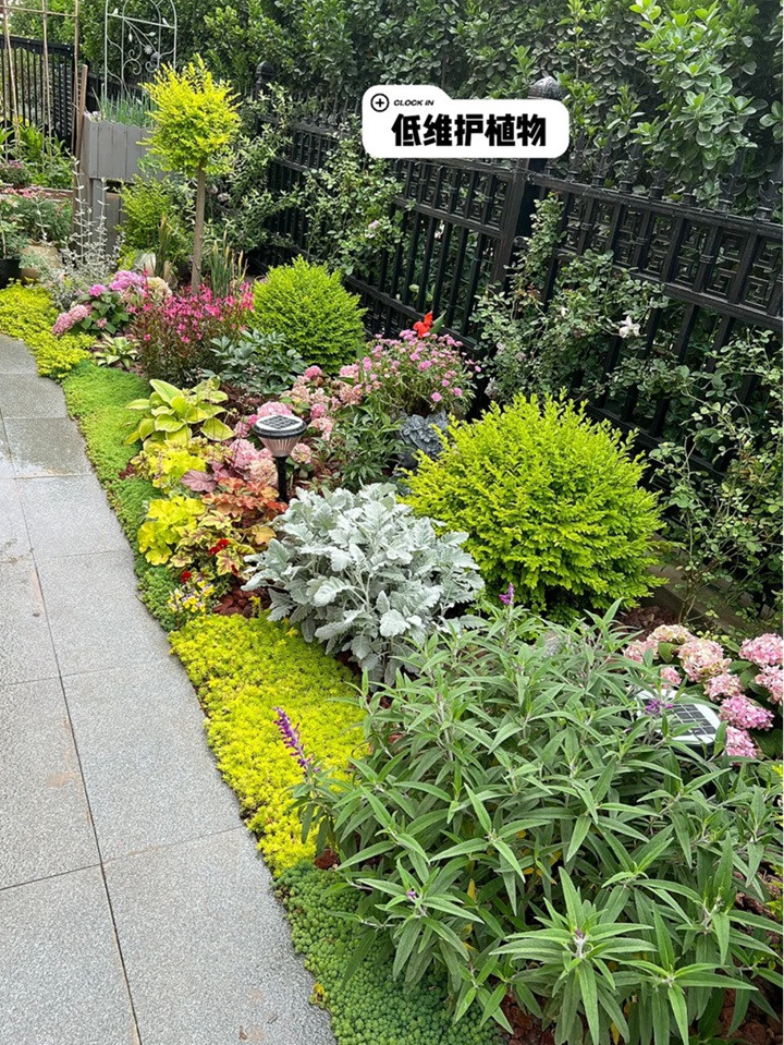 1721177172433391.jpg 月季永远是花园的主角,月季花园各种搭配推荐