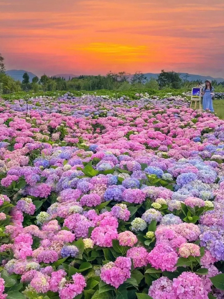 1721177607465905.jpg 月季永远是花园的主角,月季花园各种搭配推荐