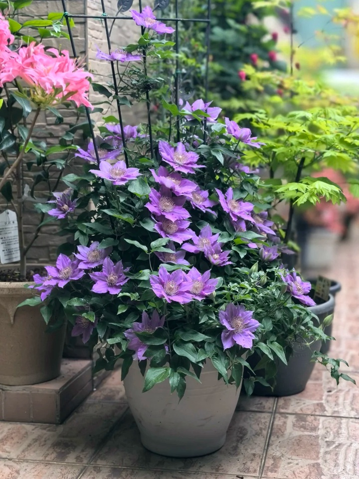1721177607877104.jpg 月季永远是花园的主角,月季花园各种搭配推荐