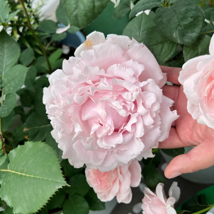 1721184037177275.jpg 索菲罗莎开花是由几种颜色
