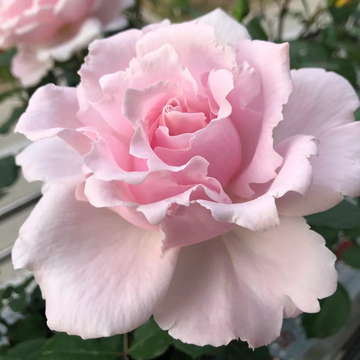 1721184037920224.jpg 索菲罗莎开花是由几种颜色