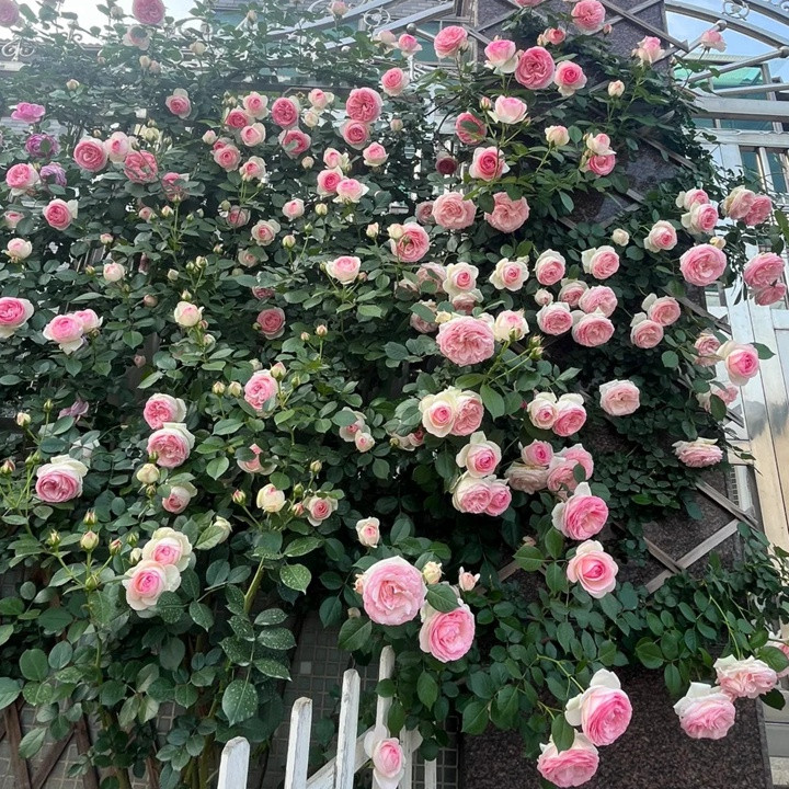 1721184926515077.jpg 粉色达芬奇和粉龙哪个好
