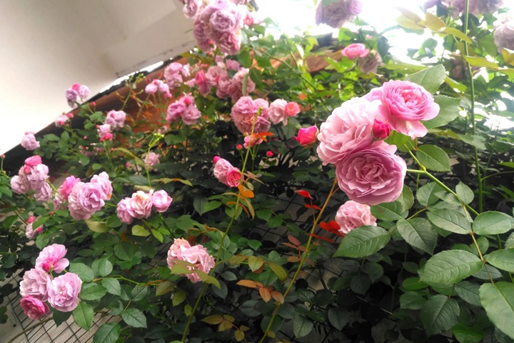 1721196283777384.jpg 薰衣草花环什么时候开花