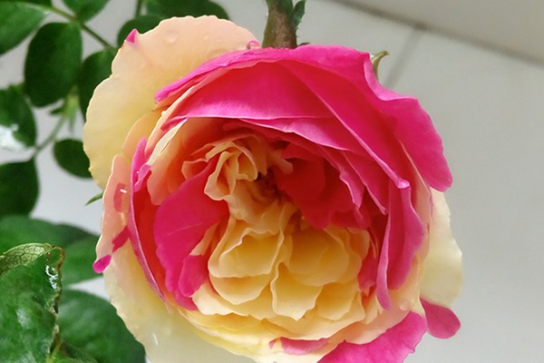 1721267139792484.jpg 风月月季花是大花还是小花