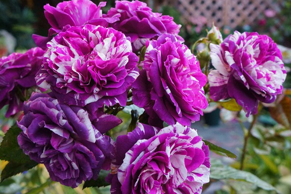 1721356477975489.jpg 芬芳宝石一年开几次花,是四季开花吗?