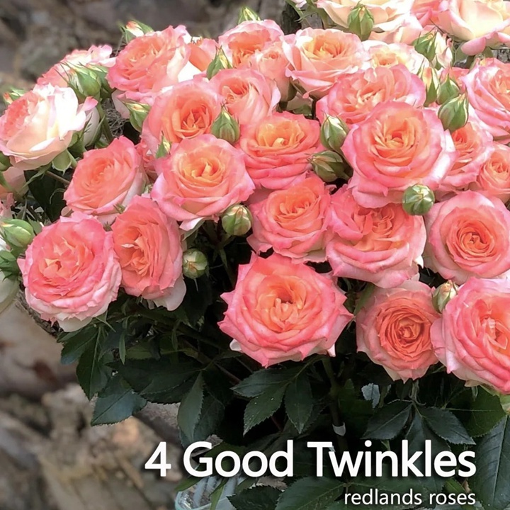 1721369664343437.jpg 人间小蜜桃 4 Good Twinkles