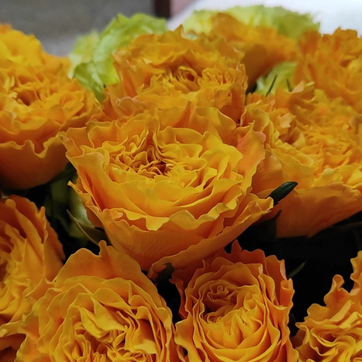 1721370126794944.jpg 橙色风暴Orange Reeva