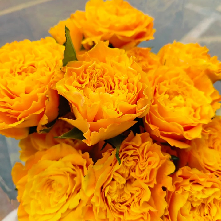 1721370126921856.jpg 橙色风暴Orange Reeva