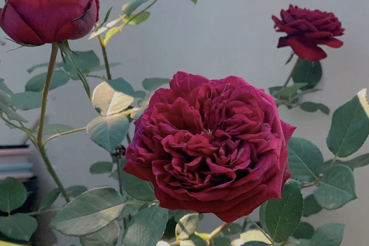 1721436376883701.jpg 皇宫月季是一日散吗