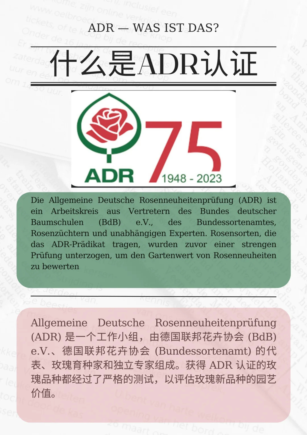 1721610344655296.jpg 什么是ADR认证,ADR月季官网名单