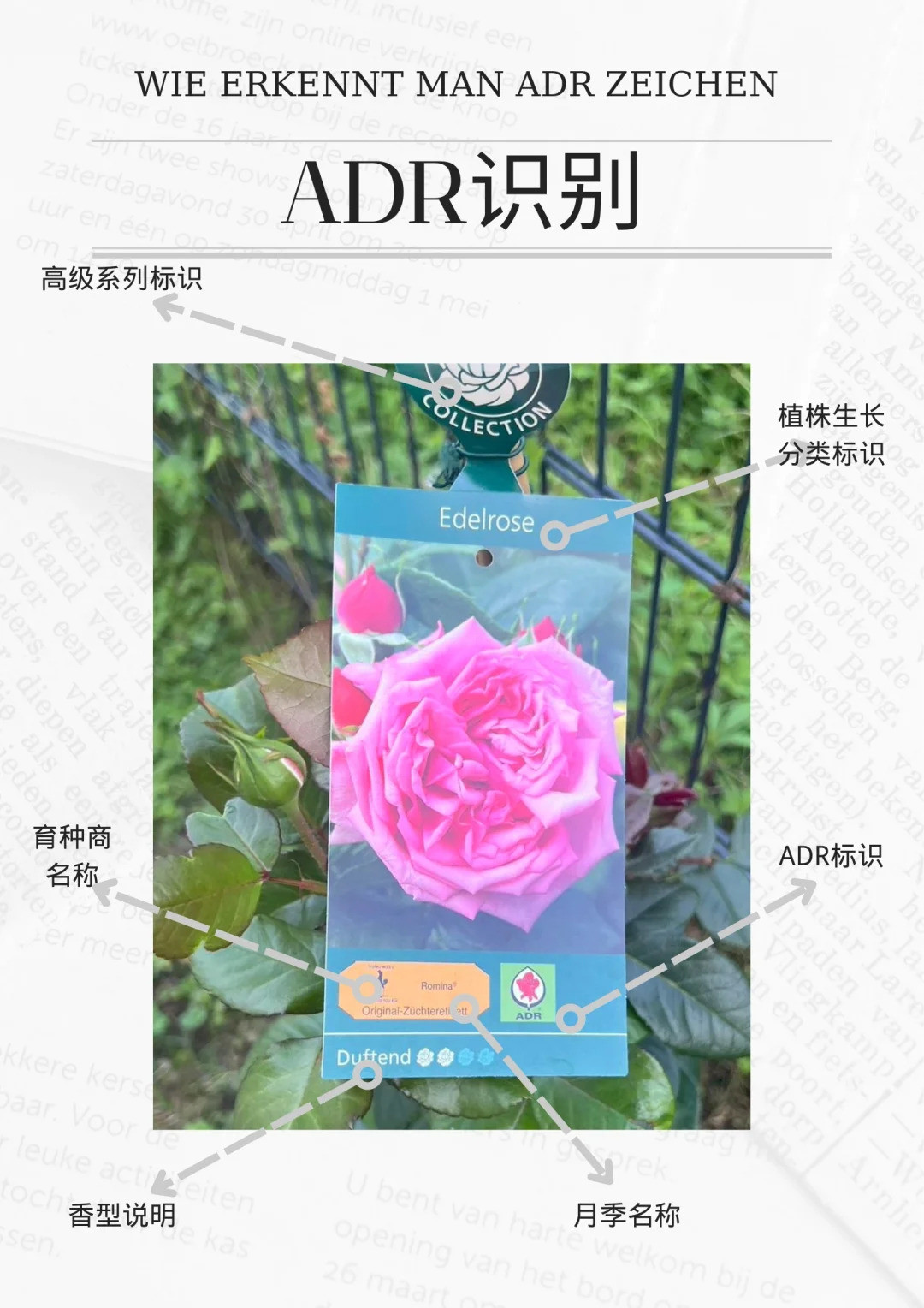 1721610345505149.jpg 什么是ADR认证,ADR月季官网名单
