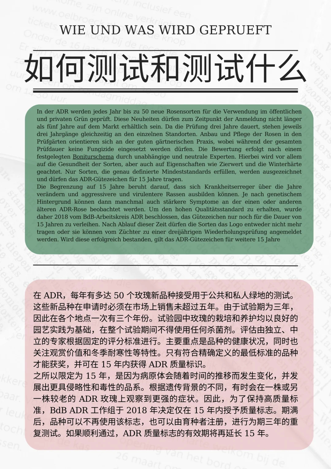 1721610345583904.jpg 什么是ADR认证,ADR月季官网名单