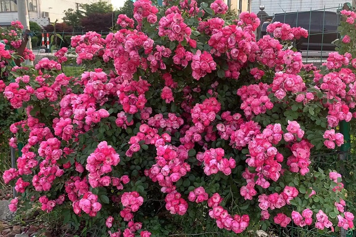 1721615333602131.jpg 安吉拉月季一年开几季花