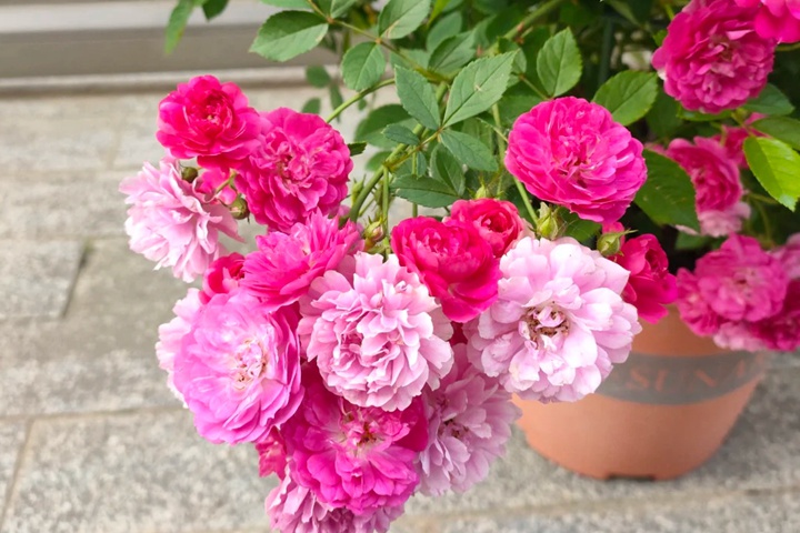 1721716360765594.jpg 甜蜜马车花朵变白怎么回事