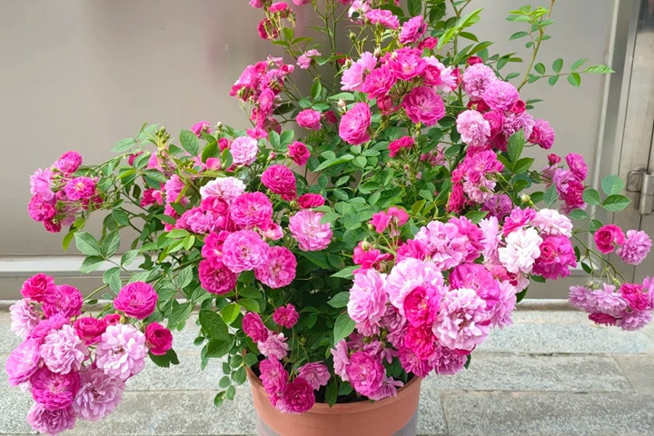 1721716360813274.jpg 甜蜜马车花朵变白怎么回事