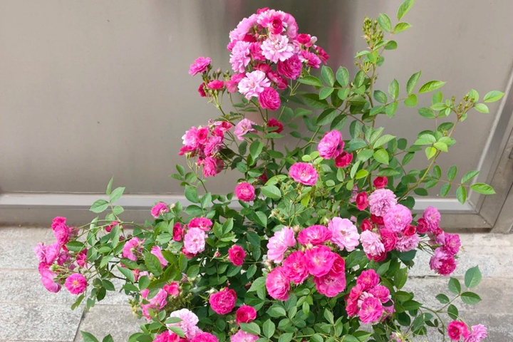 1721716538364178.jpg 甜蜜马车月季是爬藤的吗