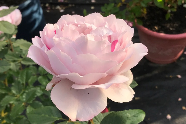 1721802117391157.jpg 伊芙6号月季又叫什么
